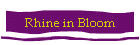 Rhine in Bloom